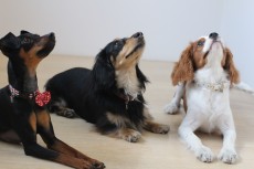 犬のしつけ　吉祥寺　犬のスクール　東京　ピンシャー　ダックスフンド　キャバリアキングチャールズスパニエル　仲良くトレーニング