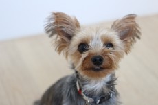 犬のスクール　ヨークシャテリア　おすわり　上手にトレーニング　犬のしつけ　東京