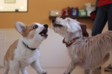 犬の社会化トレーニング　コーギー　ワイヤーヘアードミニチュアダックス　犬の幼稚園　東京