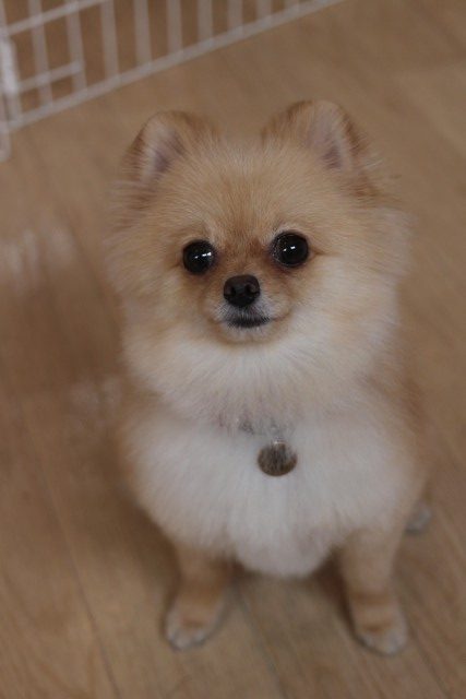 犬の幼稚園　おすわりのレッスン　ポメラニアン　犬のしつけ　教室　吉祥寺