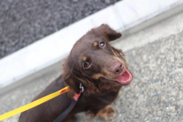 犬の幼稚園　ダックスフンドのしつけ　お外のトレーニング　歩行練習　お散歩　吉祥寺