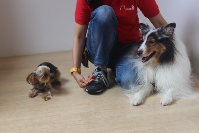 犬の幼稚園　ヨークシャテリアのチップくん　仲良しレッスン　犬の社会化