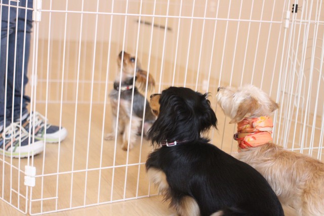 犬の幼稚園　ダックスフンド　ワイヤーヘアードミニチュアダックスフンド　ヨークシャテリア　犬のお友達　社会化トレーニング　吉祥寺