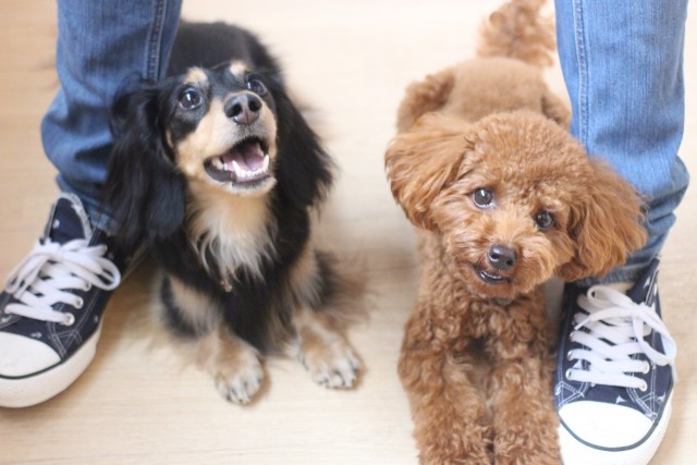 犬の保育園楽しいね！