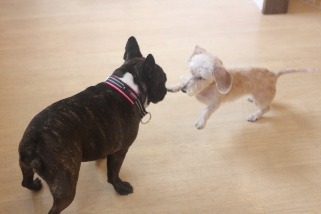 犬　あいさつ　させかた