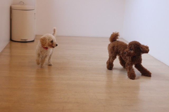 犬の保育園わんこ同士の遊び