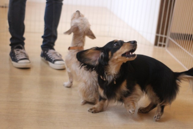 犬の保育園みんなでレッスン