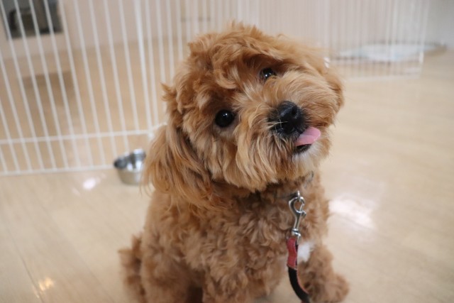マルチーズ×トイプードル　犬の保育園　座れ　練習中