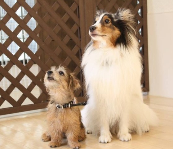 子犬のしつけ方教室