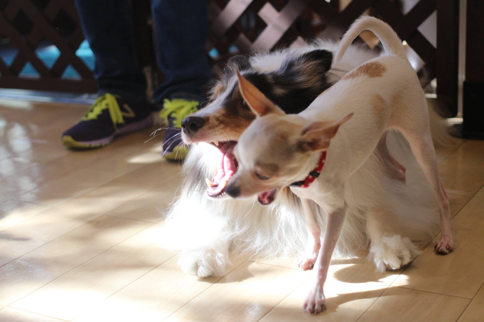 犬の保育園武蔵野市